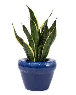 HOME STUDYO Pierre Planter Indigo Gloss