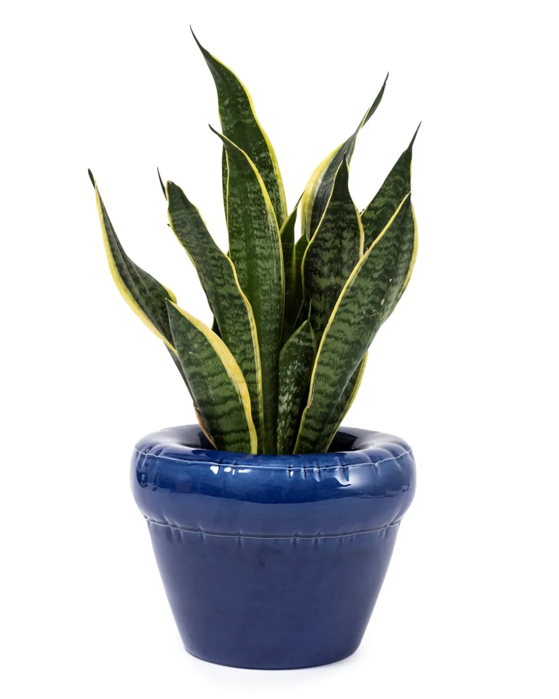 HOME STUDYO Pierre Planter Indigo Gloss
